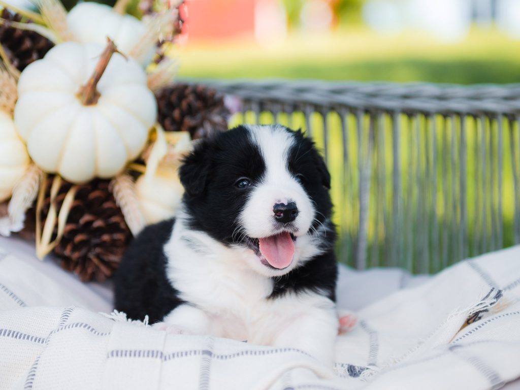 Border Collie puppy for sale in New York.