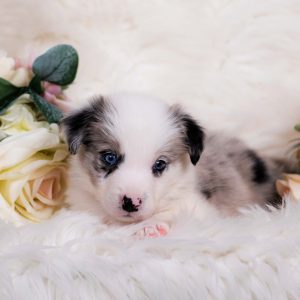 Brewer is a blue merle male Border Collie puppy for sale in Missouri.