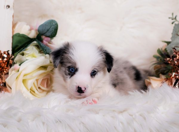 Brewer is a blue merle male Border Collie puppy for sale in Missouri.