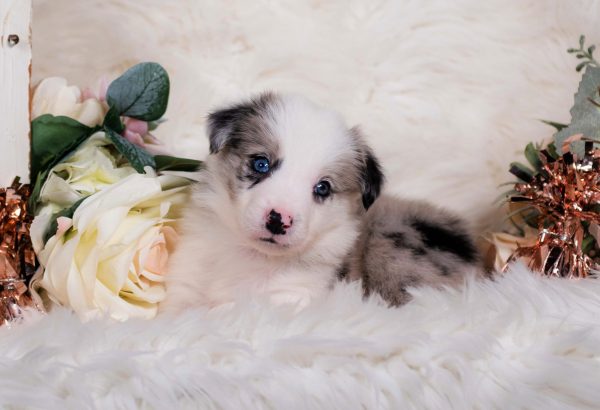 Brewer is a blue merle male Border Collie puppy for sale in Vermont.