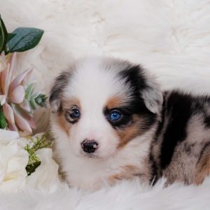 Cascara is a blue merle female Border Collie puppy for sale in Florida.