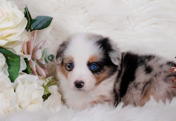 Cascara is a blue merle female Border Collie puppy for sale in Florida.