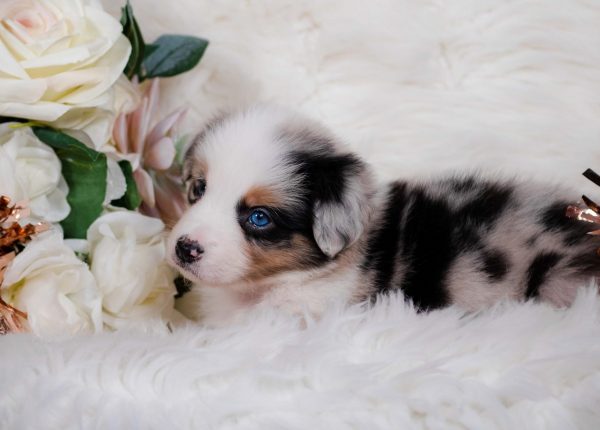 Cascara is a blue merle female Border Collie puppy for sale in Illinois.
