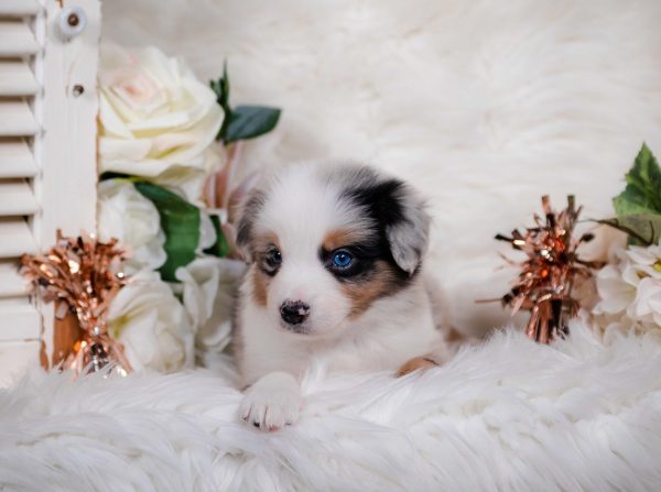 Cascara is a blue merle female Border Collie puppy for sale in New York.