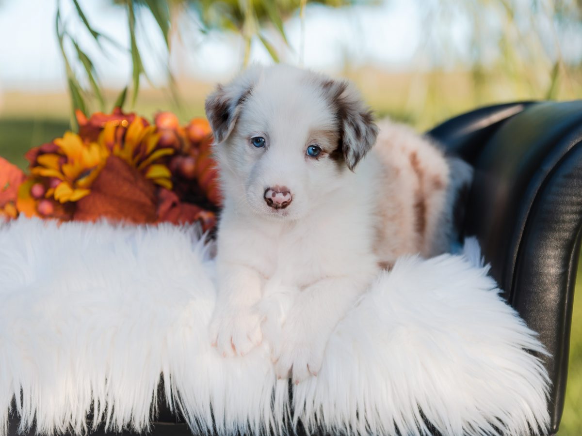 Red merle male border collie puppy for sale.
