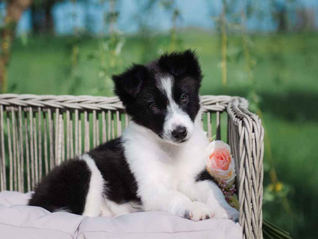 Female black and white Border Collie puppy for sale in Arkansas.
