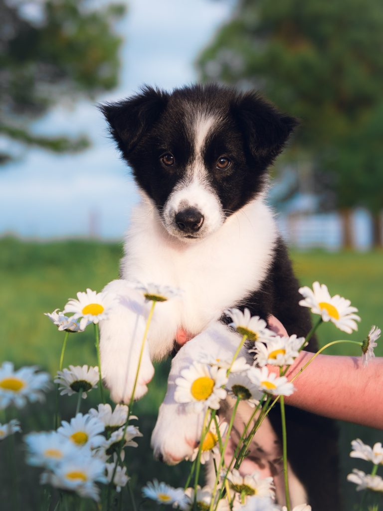 Female black and white Border Collie puppy for sale in California.