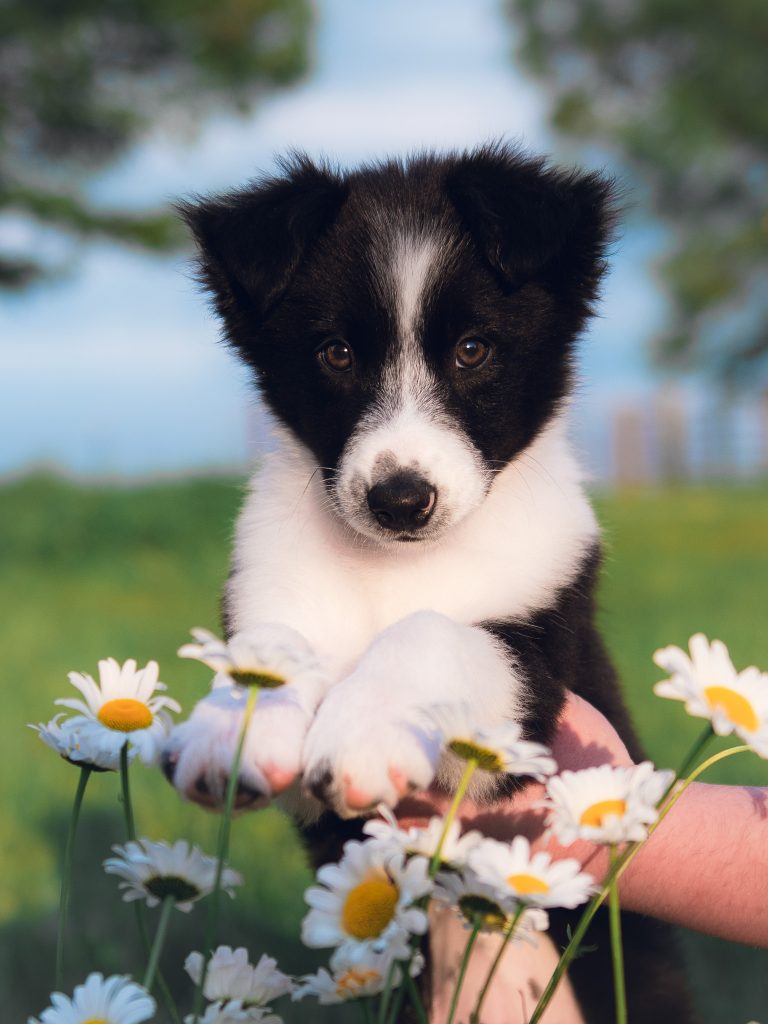 Female black and white Border Collie puppy for sale in Illinois.