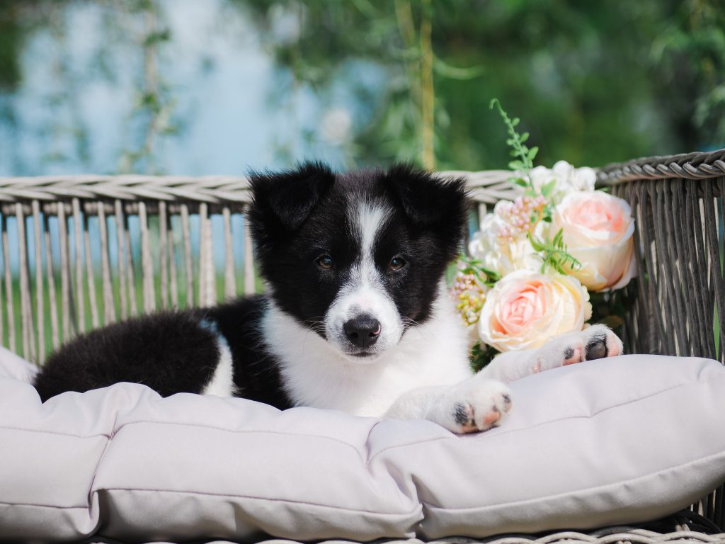 Female black and white Border Collie puppy for sale in New York.