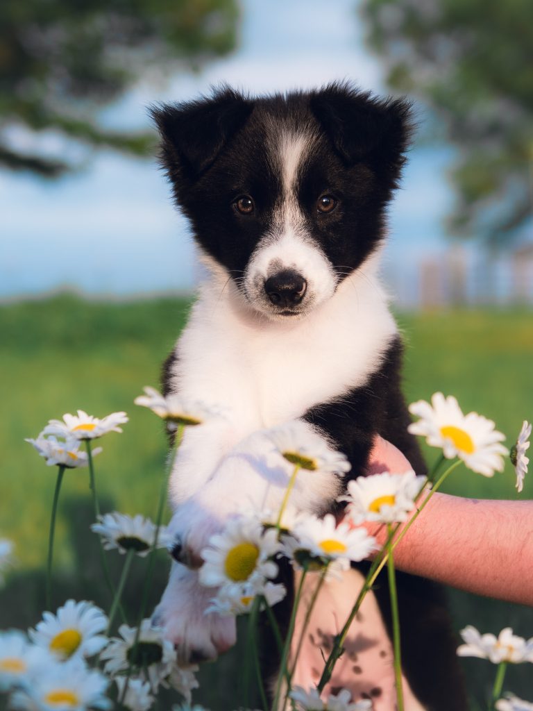 Female black and white Border Collie puppy for sale in Pennsylvania.