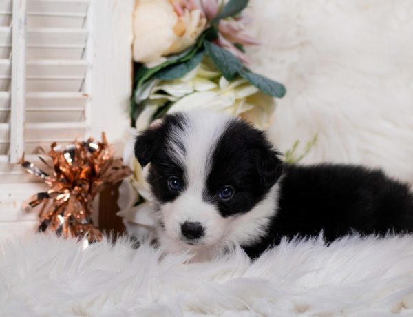 Kahlúa is a black and white female Border Collie puppy for sale in Florida.