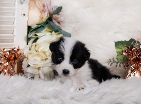 Kahlúa is a black and white female Border Collie puppy for sale in Missouri.
