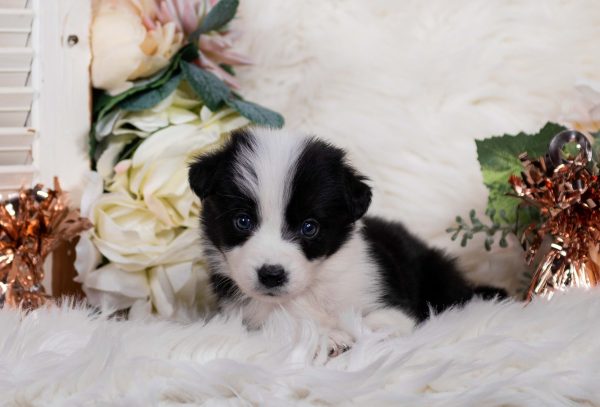 Kahlúa is a black and white female Border Collie puppy for sale in New York.