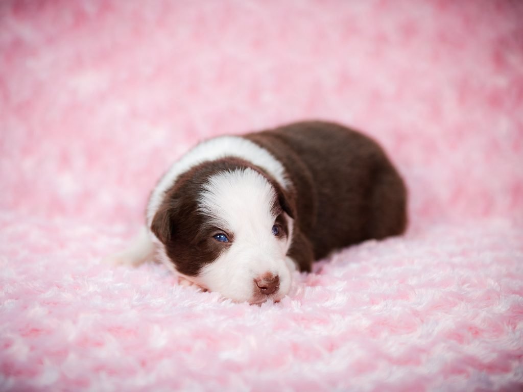 Kanga is a red and white Border Collie puppy for sale in Texas.