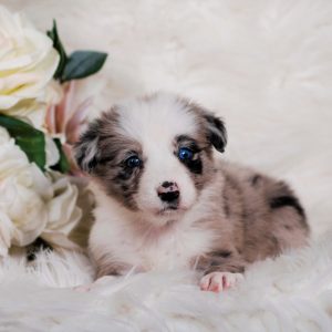 Kopi is a blue merle female Border Collie puppy for sale in Florida.