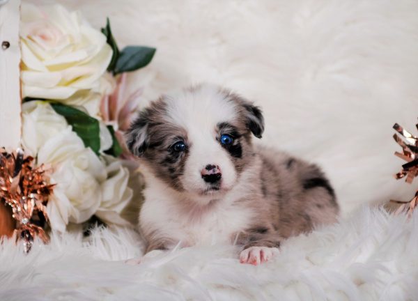 Kopi is a blue merle female Border Collie puppy for sale in Florida.