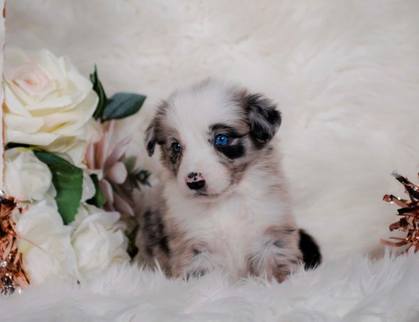 Kopi is a blue merle female Border Collie puppy for sale in Missouri.