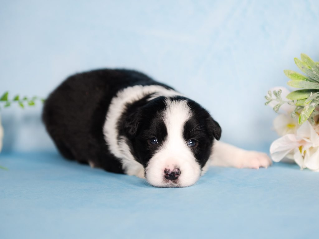 Mauna Loa is a black and white female Border Collie puppy for sale in Pennsylvania.