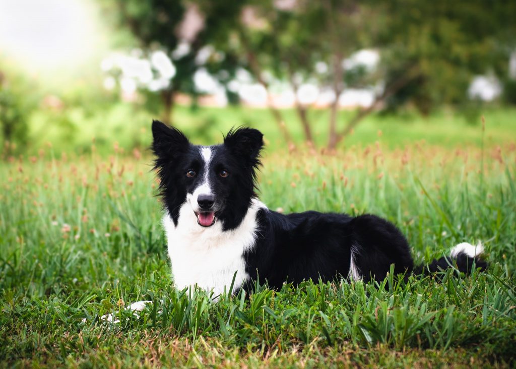 Molly is a Border Collie living in Missouri.