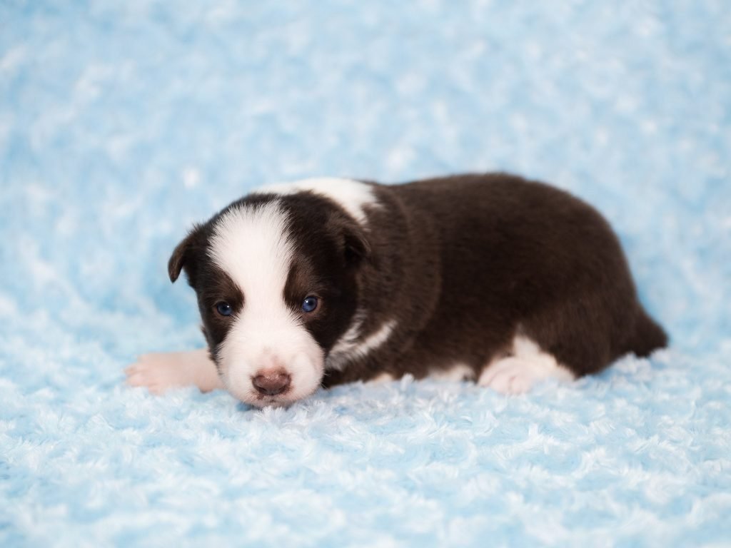A red and white Border Collie puppy for sale in Texas.