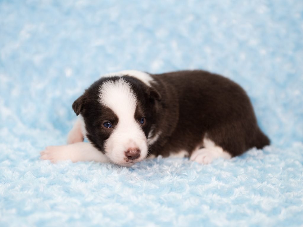 A red and white Border Collie puppy for sale in Missouri.