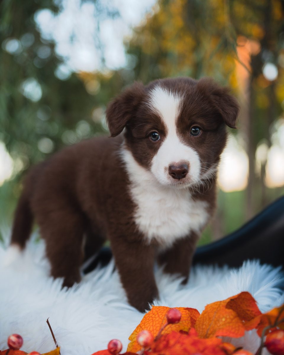 Red and white border collie puppy for sale in Florida.