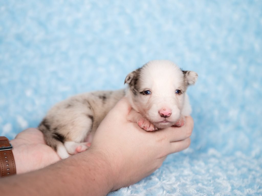 Red merle Border Collie puppy for sale in Florida.