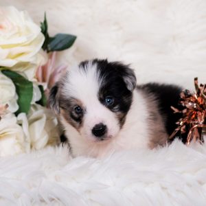 Torani is a blue merle male Border Collie puppy for sale in California.