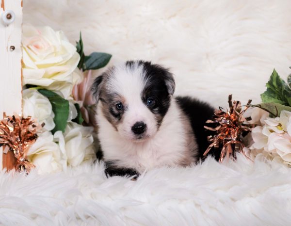 Torani is a blue merle male Border Collie puppy for sale in Florida.