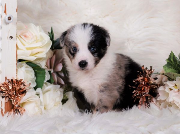 Torani is a blue merle male Border Collie puppy for sale in New York.