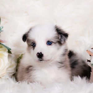 Valencia is a blue merle Border Collie puppy for sale in Florida.