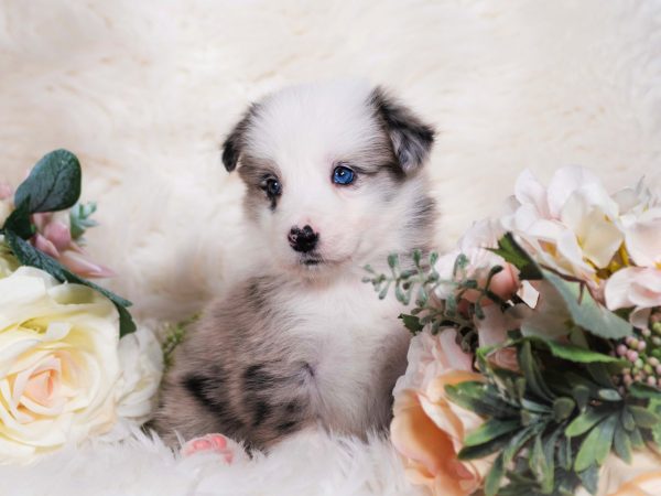Valencia is a blue merle Border Collie puppy for sale in Missouri.