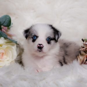 Vienna is a a blue merle Border Collie puppy for sale in Missouri.
