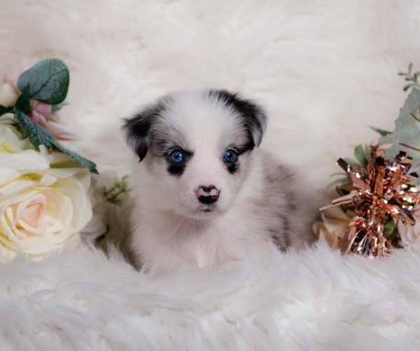Vienna is a a blue merle Border Collie puppy for sale in New Jersey.