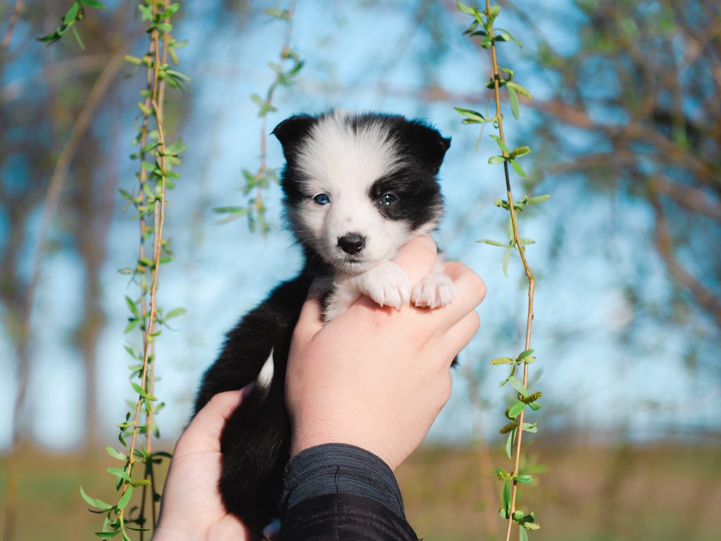 Violet is a black and white Border Collie puppy for sale in Florida.