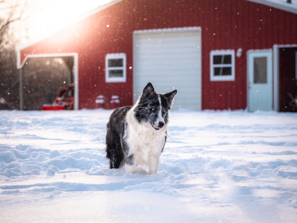 2J 2K Border Collie Fern in the playing in the snow.