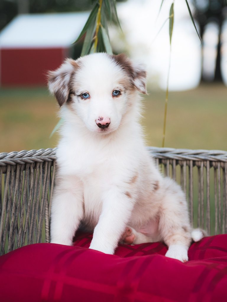 Red merle border collie puppy for sale in Florida.