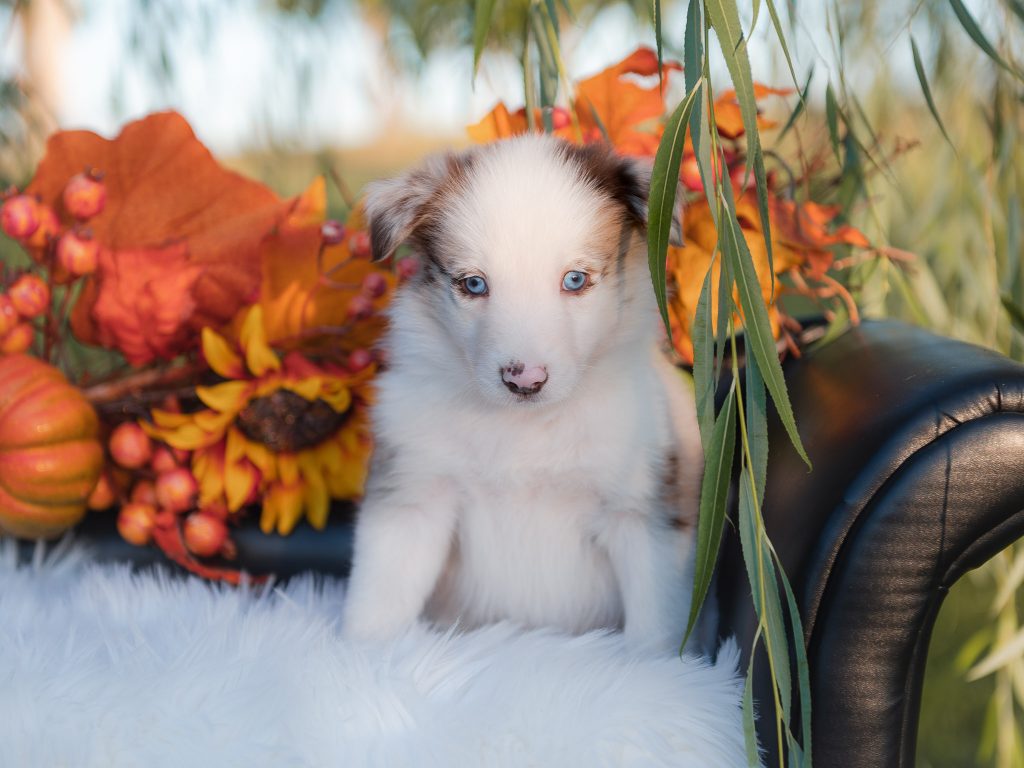 Red merle border collie puppy for sale.