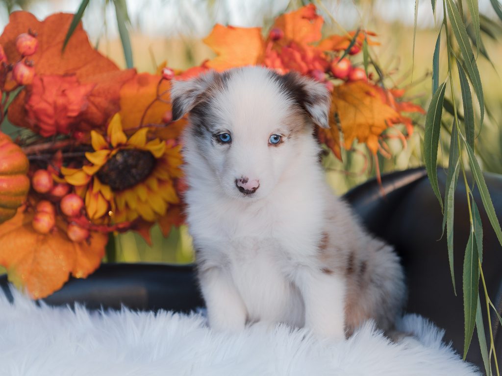Red merle border collie puppy for sale.
