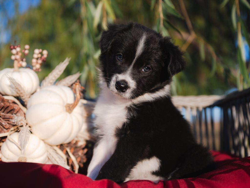 Black and white female Border Collie puppy for sale in Missouri.