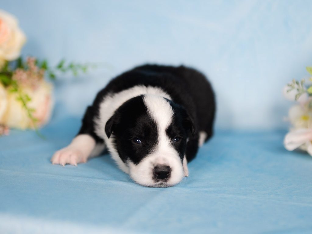 Black and white male border collie puppy for sale in North Carolina.