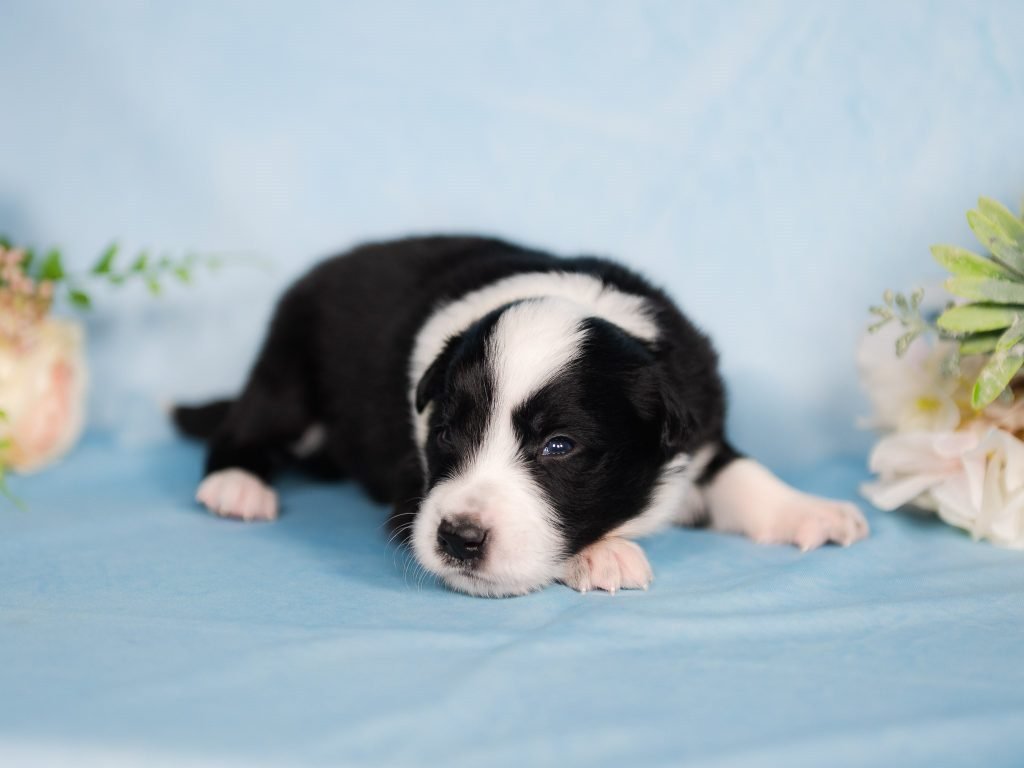 Black and white male border collie puppy for sale in Mississippi.