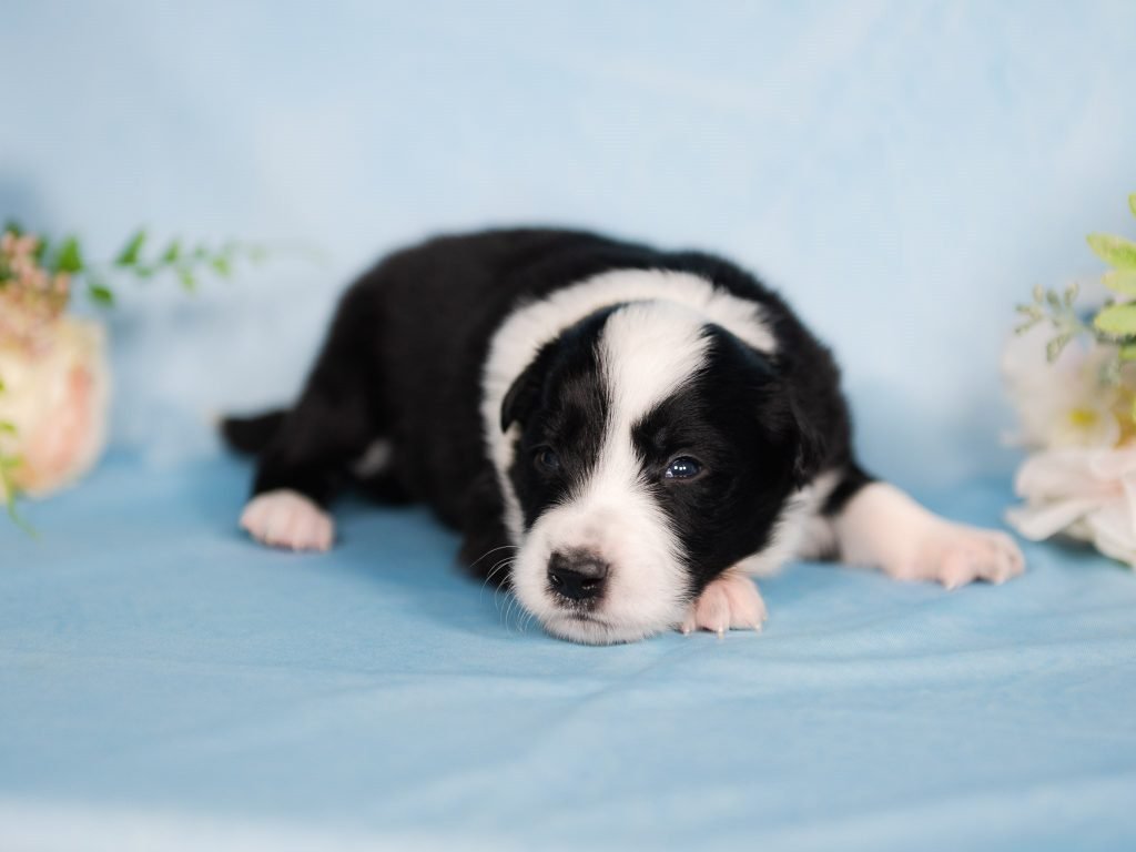 Black and white male border collie puppy for sale in Georgia.