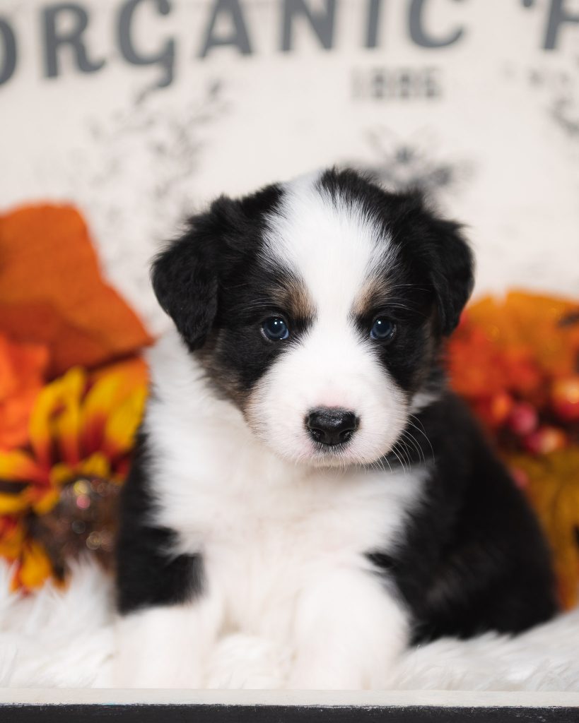 Black and white tri border collie puppy for sale in Florida.