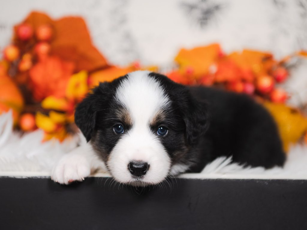 Black and white tri border collie puppy for sale in Miami.