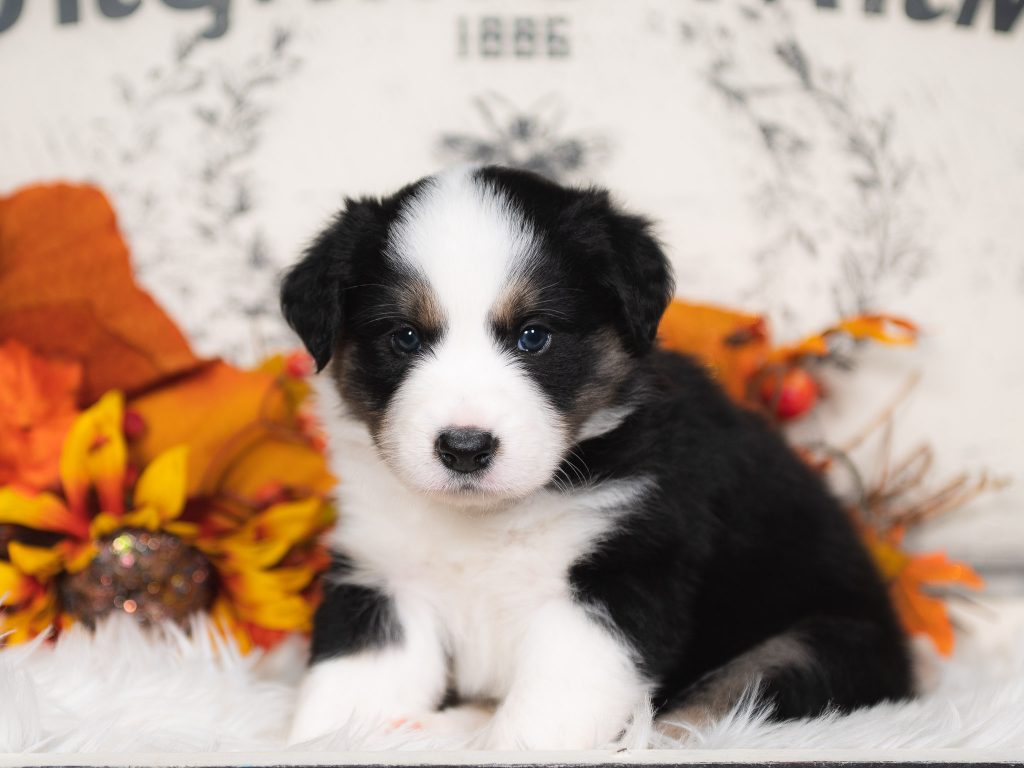 Black and white tri border collie puppy for sale in Missouri.