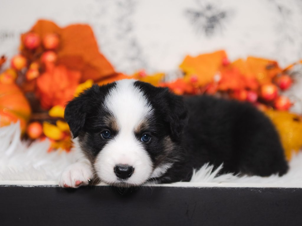 Black and white tri border collie puppy for sale in St. Louis.