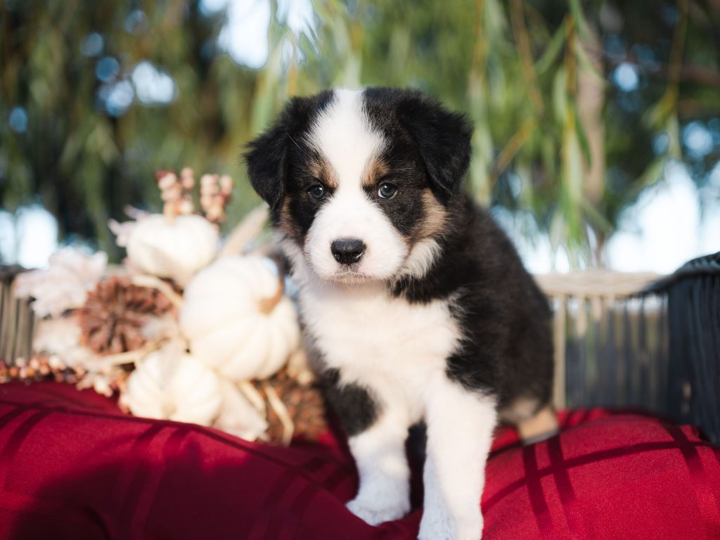 Black and white tri male Border Collie puppy for sale in Orlando.