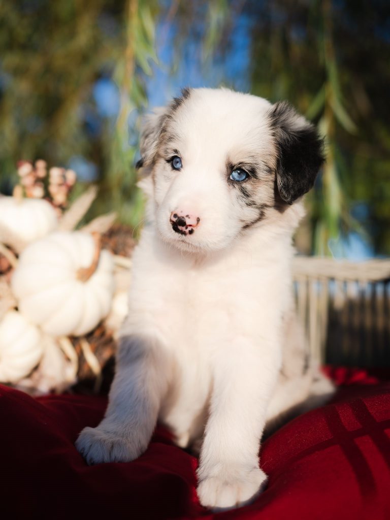 Blue merle Border Colie for sale in Florida.