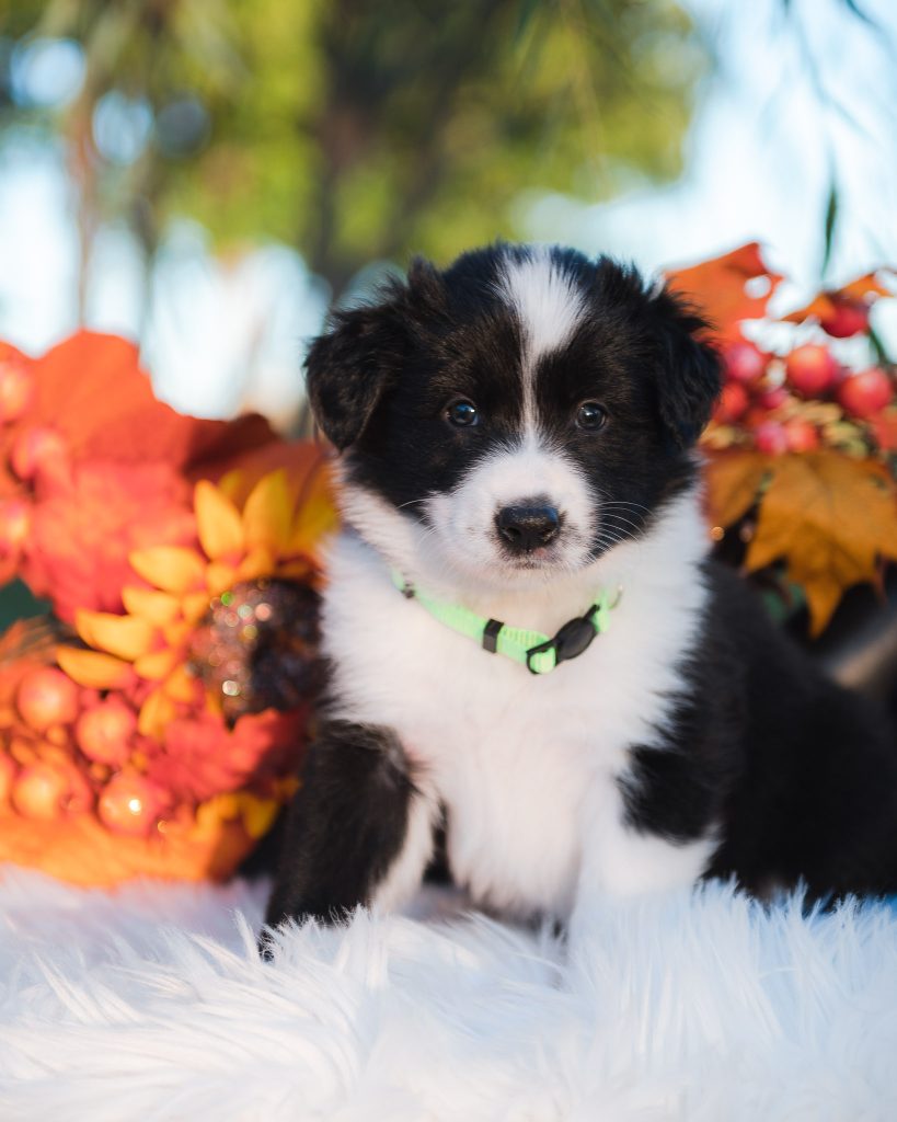Border Collie Puppy For Sale In Florida.